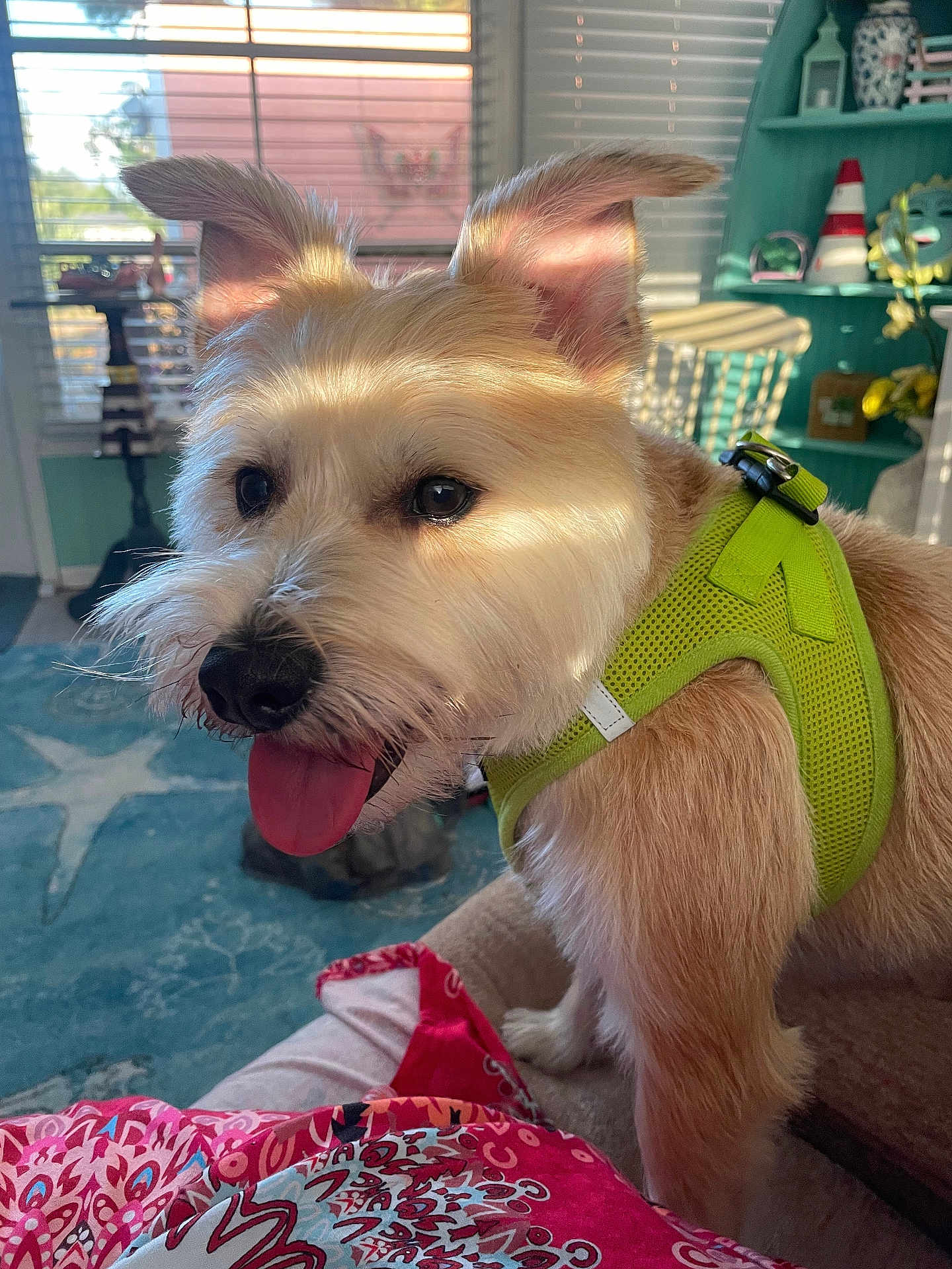Jake is registered to the contest to win money with this photo: dog, pet, indoor, sunlight, green_harness, tongue_out, fluffy_fur, window_blinds, rug, decor, shelf, home, cozy, animal, cute, portrait, light_and_shadow, pink_blanket, ears_up, happy