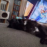 Pan Pan joined the competition — help win amazing prizes! animal, bed, black_cat, bookshelf, cat, cat_tree, couch, cozy, dvd, fur, furniture, home, indoor, living_room, lying_down, man, pet, relaxing, sleeping, television