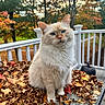 Coco is registered to the contest to win money with this photo: cat, animal, autumn, fall_leaves, outdoor, porch, white_railing, glass_table, cream_colored, blue_eyes, fluffy, leaf_pile, nature, seasonal, pet, feline, tree, colorful_leaves, daylight, calm