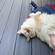 Coco is registered to the contest to win money with this photo: cat, fluffy, blue_eyes, wooden_deck, relaxed, pet, hand, fur, outdoor, red_fabric, blue_fabric, animal, cute, resting, domestic_animal, whiskers, close_up, soft, playful, paw
