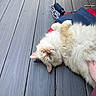 cat, fluffy, blue_eyes, wooden_deck, relaxed, pet, hand, fur, outdoor, red_fabric, blue_fabric, animal, cute, resting, domestic_animal, whiskers, close_up, soft, playful, paw
