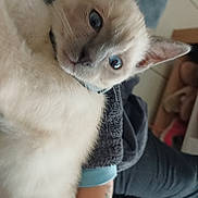 Bloom participe au concours pour gagner de l'argent avec cette photo : cat, blue_eyes, pet, feline, indoor, close_up, resting, animal, fur, whiskers, ears, collar, person_arm, casual, comfort, domestic, cute, companion, relaxation, soft