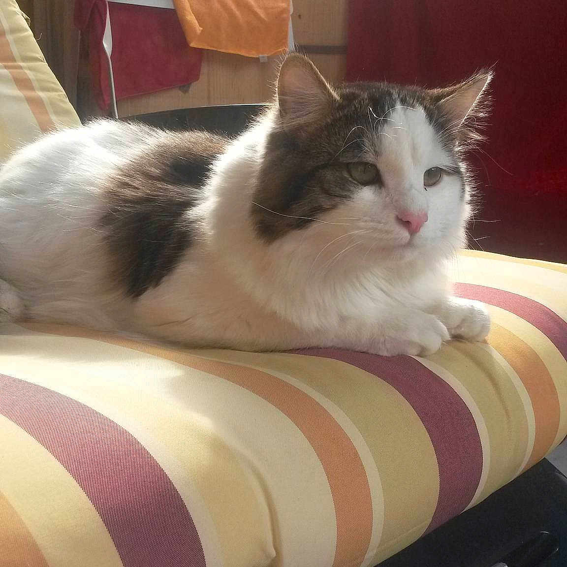 Felix a rejoint le concours — aidez-le/la à gagner de superbes lots !