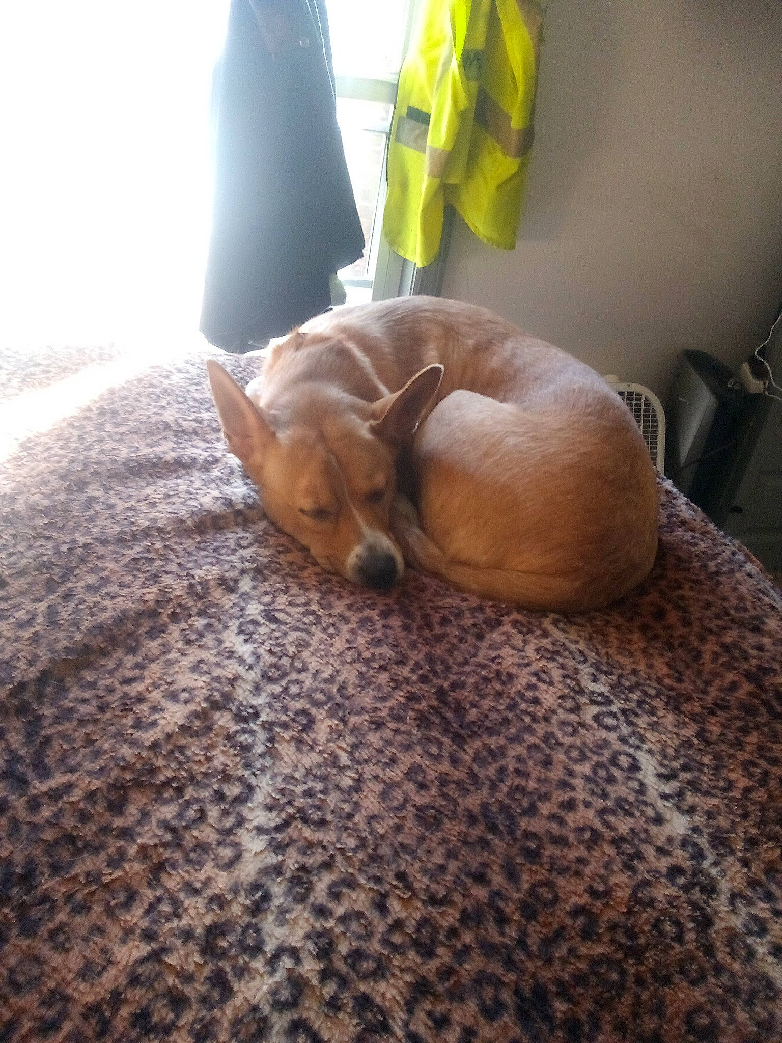 Goldie joined the competition — help win amazing prizes! canidae, carnivore, comfort, companion_dog, dog, dog_breed, fawn, felidae, flooring, fur, hardwood, linens, room, small_to_medium_sized_cats, snout, sporting_group, tail, toy_dog, whiskers, wood