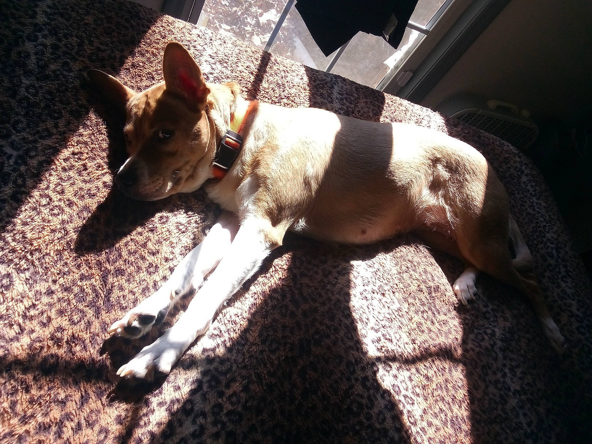 Goldie is registered to the contest to win money with this photo: canidae, carnivore, collar, companion_dog, dog, dog_breed, dog_collar, dog_supply, fashion_accessory, fawn, leash, pet_supply, road_surface, shadow, snout, sporting_group, tail, terrier, tints_and_shades, working_animal