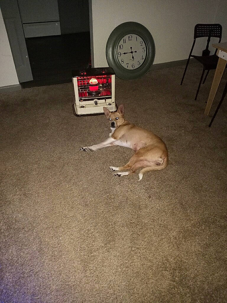 Goldie is registered to the contest to win money with this photo: carnivore, carpet, clock, companion_dog, dog, dog_breed, fawn, felidae, floor, flooring, fur, gas, hardwood, paw, room, small_to_medium_sized_cats, tail, whiskers, wood, wood_flooring