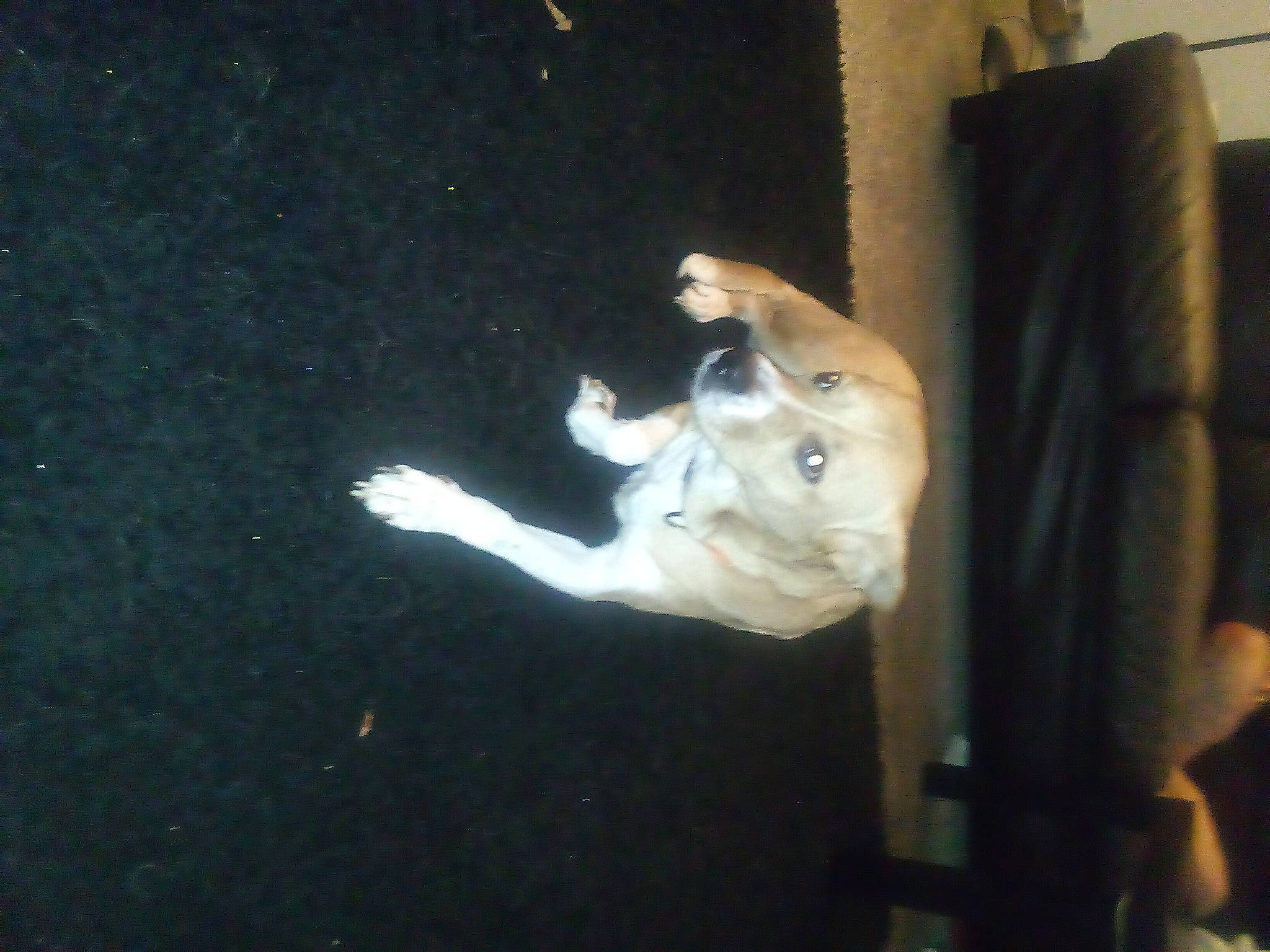 Goldie is registered to the contest to win money with this photo: art, canidae, darkness, dog_breed, fawn, non_sporting_group, shadow, snout, sporting_group, visual_arts, window, wood, working_animal