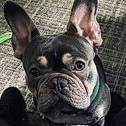 Archie Baby Jordan joined the competition — help win amazing prizes! dog, french_bulldog, pet, animal, close_up, ears, wrinkles, carpet, floor, indoor, looking_up, collar, black_shoes, front_view, cute, companion, domestic, canine, portrait, curious