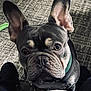 dog, french_bulldog, pet, animal, close_up, ears, wrinkles, carpet, floor, indoor, looking_up, collar, black_shoes, front_view, cute, companion, domestic, canine, portrait, curious