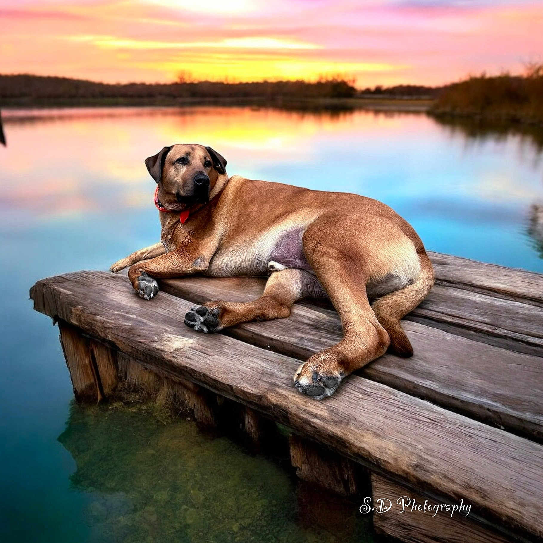 Alvin is registered to the contest to win money with this photo: animal, boardwalk, bridge, canine, dog, hound, lake, nature, outdoors, pet, pier, plant, port, puppy, sea, sky, tree, water, waterfront, wood