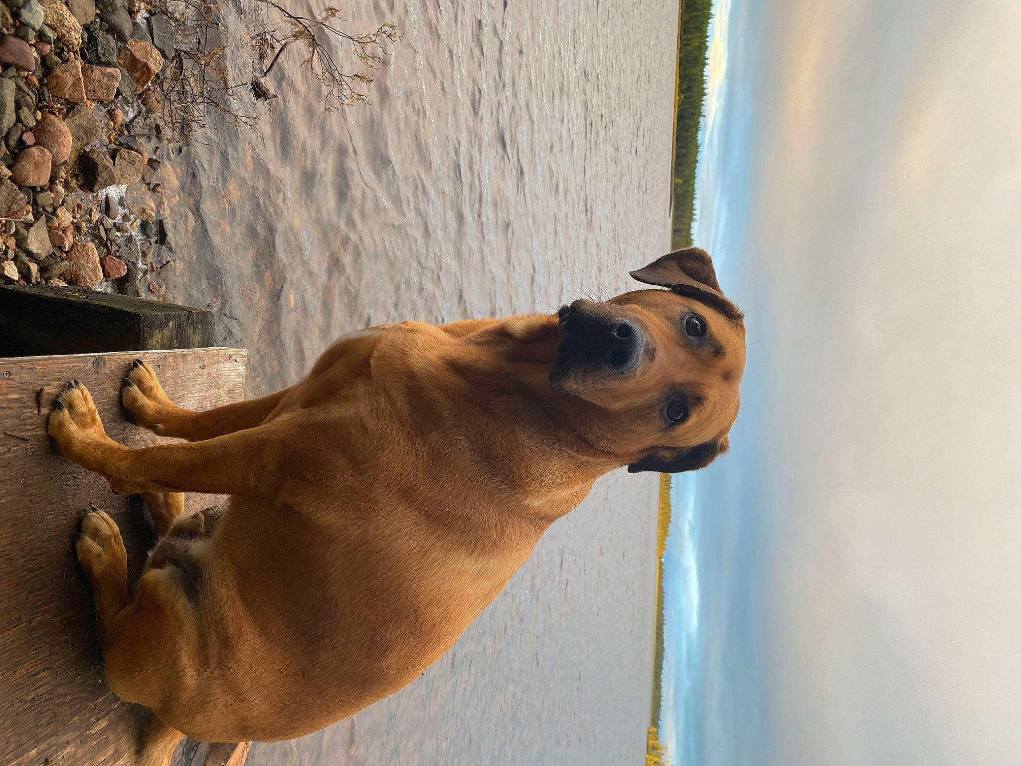 Alvin joined the competition — help win amazing prizes! canidae, carnivore, collar, companion_dog, dog, dog_breed, dog_collar, fawn, liver, pet_supply, sky, snout, sporting_group, tail, terrestrial_animal, whiskers, window, wood, working_animal, wrinkle