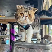 Chucky is registered to the contest to win money with this photo: amber_eyes, animal, bell, blurred_background, cafe, cat, curious, decor, floor, fluffy_tail, furniture, harness, indoor, light, metal_stool, person, pet, reflection, standing, window