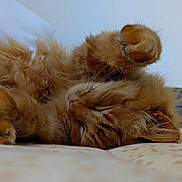 Max joined the competition — help win amazing prizes! cat, orange_cat, sleeping, fluffy, paw, whiskers, fur, relaxation, nap, indoor, close_up, soft_surface, cute, pet, animal, feline, resting, peaceful, cozy, adorable