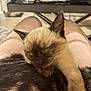 kitten, cat, siamese_kitten, sleeping, lap, legs, person, cozy, whiskers, fur, ear, paw, indoor, table, placemat, home, close_up, pet, cute, relaxed