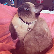 Caramel participe au concours pour gagner de l'argent avec cette photo : cat, siamese_cat, blue_eyes, collar, bells, pink_blanket, blanket, cozy, indoor, pet, fur, close_up, portrait, table, mug, can, kitchen, domestic, upward_gaze, curious