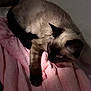 cat, siamese_cat, pet, blanket, pink_blanket, fur, whiskers, paw, ear, indoor, cozy, resting, sleeping, bedding, closeup, portrait, mammal, feline, animal, nap
