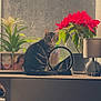 Tigresse a rejoint le concours — aidez-le/la à gagner de superbes lots ! cat, tabby_cat, windowsill, poinsettia, potted_plant, lamp, mirror, window, indoor_plants, cozy_home, reflection, framed_photo, pet, feline, domestic, sitting, sunlight, dust, interior, portrait