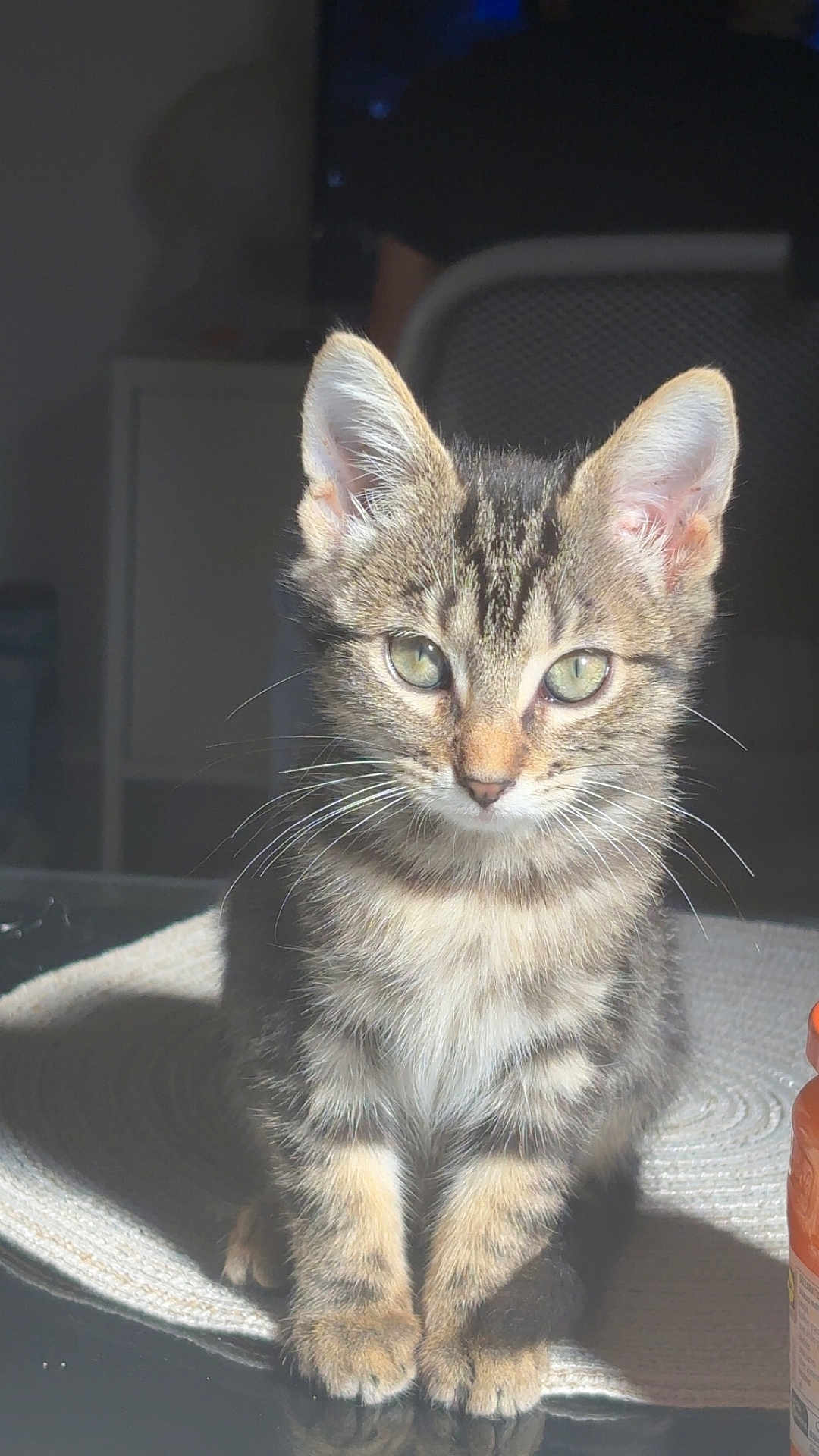 Tigresse participe au concours pour gagner de l'argent avec cette photo : cat, kitten, tabby, tabby_cat, pet, whiskers, ears, green_eyes, sitting, portrait, indoor, sunlight, shadow, table, placemat, paws, fur, close_up, looking_at_camera, domestic_animal