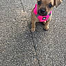 puppy, dog, small_dog, brown_fur, pink_harness, leash, outdoor, asphalt, pavement, standing, sitting, looking_at_camera, cute, portrait, animal, pet, collar, floppy_ears, black_nose, street