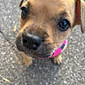 puppy, dog, tan_fur, close_up, portrait, face, nose, eyes, floppy_ears, collar, pink_collar, whiskers, curious, adorable, pet, animal, outdoor, ground, concrete, photography