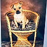 Bulma a rejoint le concours — aidez-le/la à gagner de superbes lots ! puppy, dog, pet, animal, sitting, chair, wicker, basket, cushion, portrait, brown_dog, short_hair, upright_ears, dark_background, indoor, carpet, furry_cushion, camera_facing, cute, photograph
