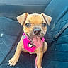 puppy, dog, pet, animal, car, car_seat, harness, pink_harness, tongue_out, smiling, happy, brown_fur, floppy_ears, puppy_face, portrait, close_up, seated, indoors, automobile, cute