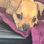 Bulma a rejoint le concours — aidez-le/la à gagner de superbes lots ! puppy, dog, tan_fur, floppy_ears, brown_eyes, black_nose, paw, blanket, purple_blanket, cuddled, sleepy, cute, adorable, closeup, portrait, pet, animal, indoors, cozy, leather_surface