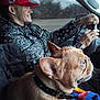 man, dog, french_bulldog, driver, passenger, car_interior, steering_wheel, red_hat, patterned_jacket, tattoo, wristwatch, dog_collar, leash, blanket, window, road, smile, seat, closeup, travel