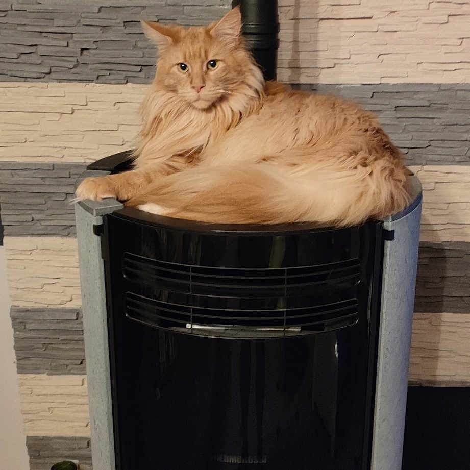 Pearl Des Gallics Coon