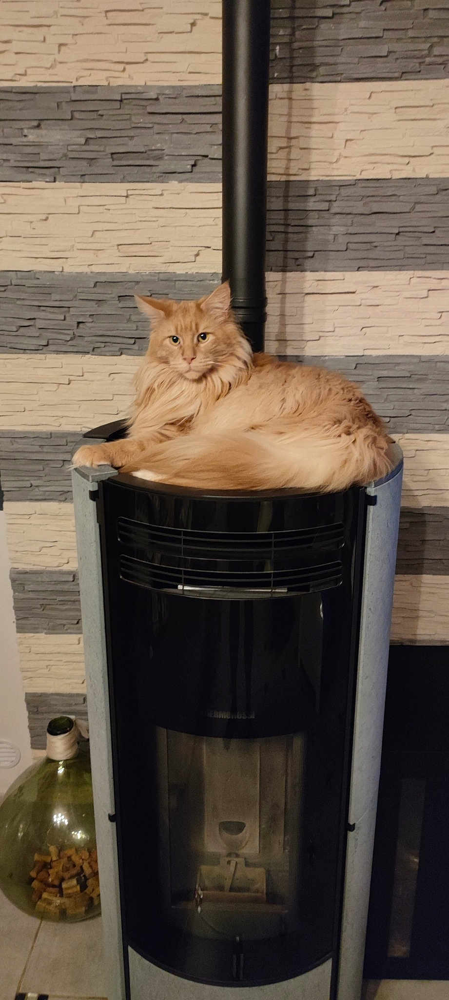 Pearl Des Gallics Coon