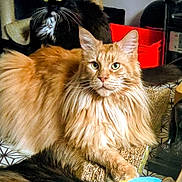 Pearl participe au concours pour gagner de l'argent avec cette photo : cat, ginger_cat, tuxedo_cat, long_hair, feline, pet, whiskers, green_eyes, fur, portrait, indoor, scratching_post, cardboard_box, sculpture, patterned_bedspread, red_container, sitting, closeup, relaxed, photobomb