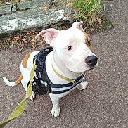 Arès participe au concours pour gagner de l'argent avec cette photo : dog, white_dog, brown_spots, harness, leash, pavement, grass, car_tire, shoe, footwear, outdoor, pet, canine, sitting, sidewalk, street, animal, leash_clip, curious, daylight