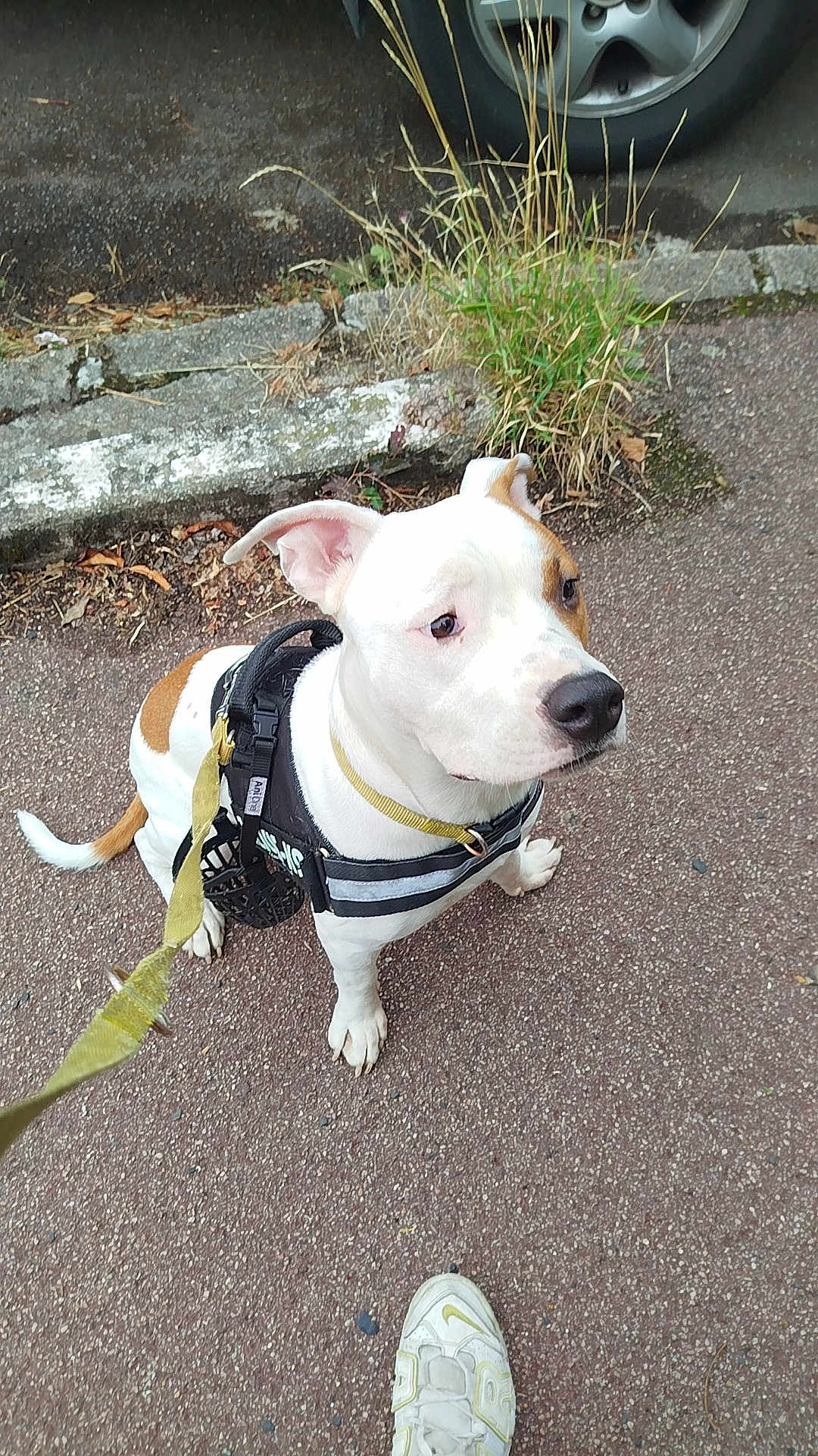 Arès participe au concours pour gagner de l'argent avec cette photo : dog, white_dog, brown_spots, harness, leash, pavement, grass, car_tire, shoe, footwear, outdoor, pet, canine, sitting, sidewalk, street, animal, leash_clip, curious, daylight