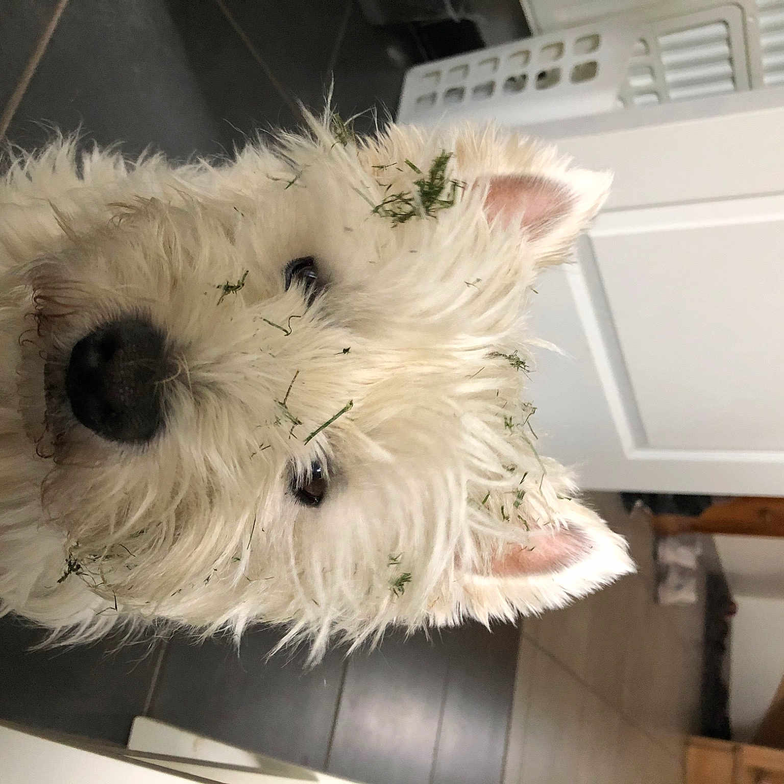 Maya a rejoint le concours — aidez-le/la à gagner de superbes lots ! canidae, carnivore, companion_dog, dog, dog_breed, eyewear, flooring, fur, maltepoo, plant, puppy, room, small_terrier, snout, sporting_group, stuffed_toy, terrier, toy_dog, whiskers, working_animal