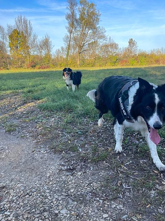 Simba Mambo a rejoint le concours — aidez-le/la à gagner de superbes lots ! autumn, border_collie, canidae, carnivore, cloud, dog, dog_breed, grass, grassland, herding_dog, landscape, pasture, plant, sky, soil, sporting_group, tree, working_animal, working_dog
