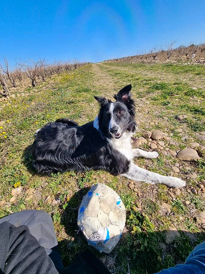 Simba Mambo a rejoint le concours — aidez-le/la à gagner de superbes lots ! adventure, ball, canidae, carnivore, companion_dog, dog, dog_breed, grass, grassland, herding_dog, hill, landscape, mountain, pasture, plant, recreation, sky, sporting_group, tail, working_dog