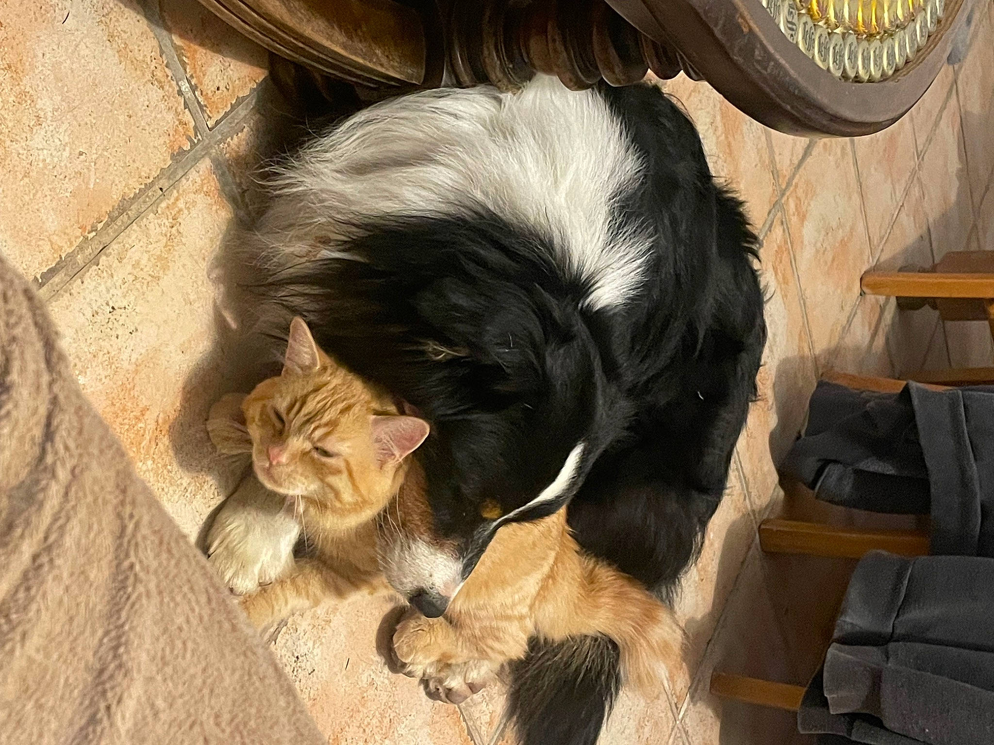 Stitch a rejoint le concours — aidez-le/la à gagner de superbes lots ! canidae, carnivore, cat, comfort, companion_dog, dog_breed, fawn, felidae, flooring, fur, hardwood, mechanical_fan, paw, plant, small_to_medium_sized_cats, snout, sporting_group, tail, whiskers, wood