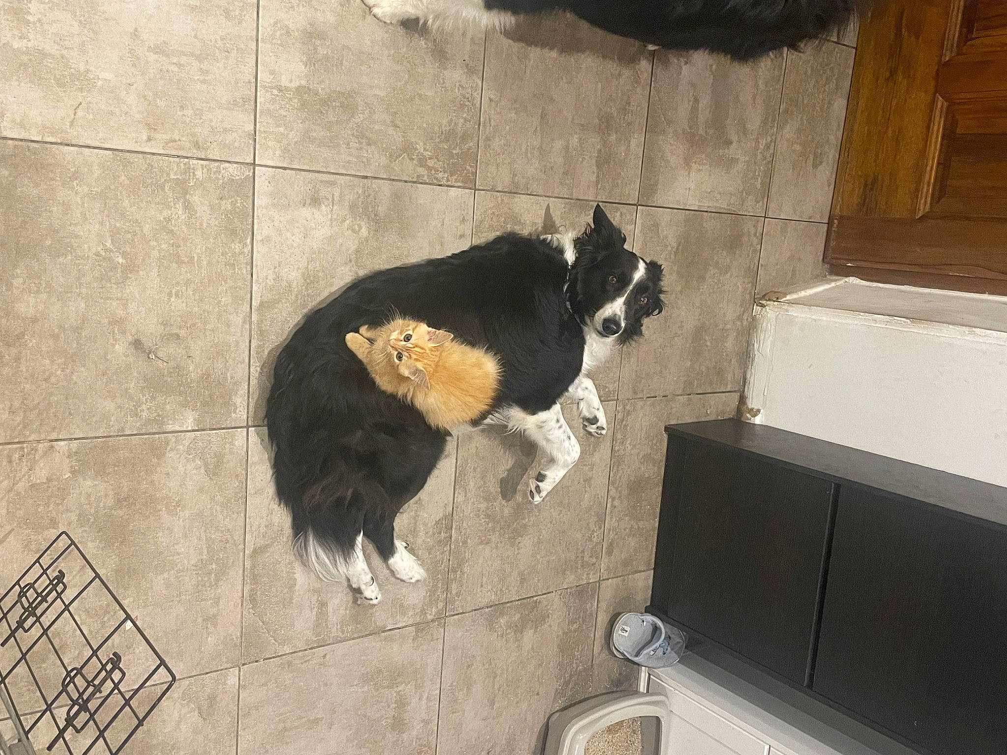 Stitch participe au concours pour gagner de l'argent avec cette photo : canidae, carnivore, companion_dog, concrete, dog, dog_breed, door, floor, flooring, fur, pet_supply, road_surface, shadow, small_to_medium_sized_cats, snout, sporting_group, tail, tile, tints_and_shades, wood