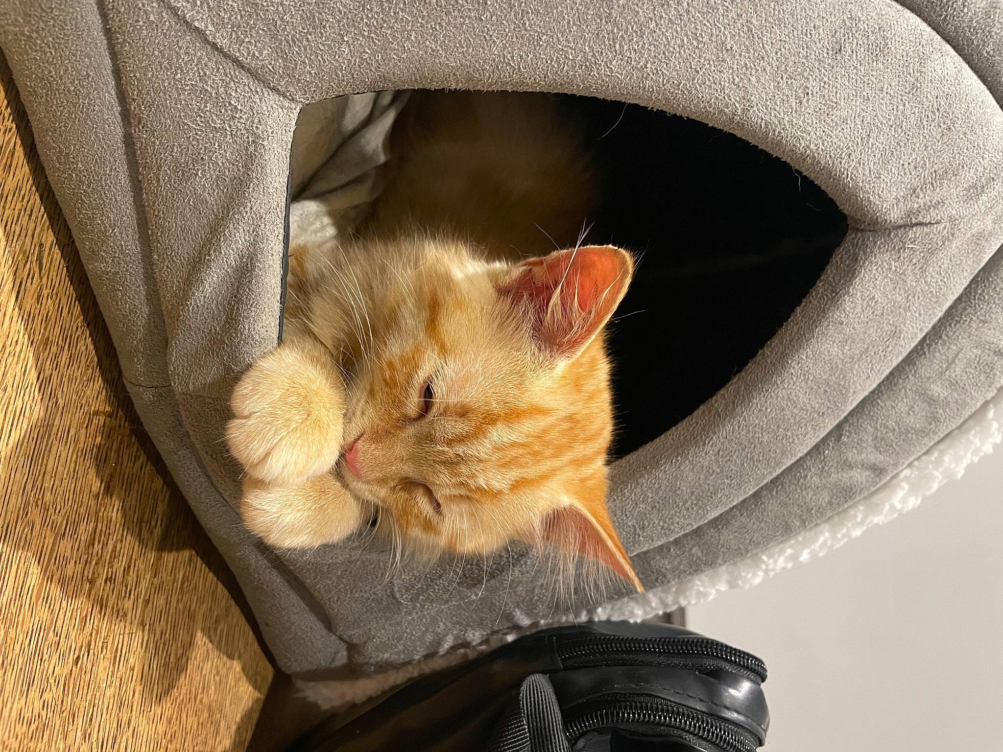 Stitch participe au concours pour gagner de l'argent avec cette photo : carnivore, cat, cat_bed, cat_supply, circle, claw, comfort, domestic_short_haired_cat, fawn, felidae, fur, paw, small_to_medium_sized_cats, snout, tail, terrestrial_animal, whiskers, window, wood