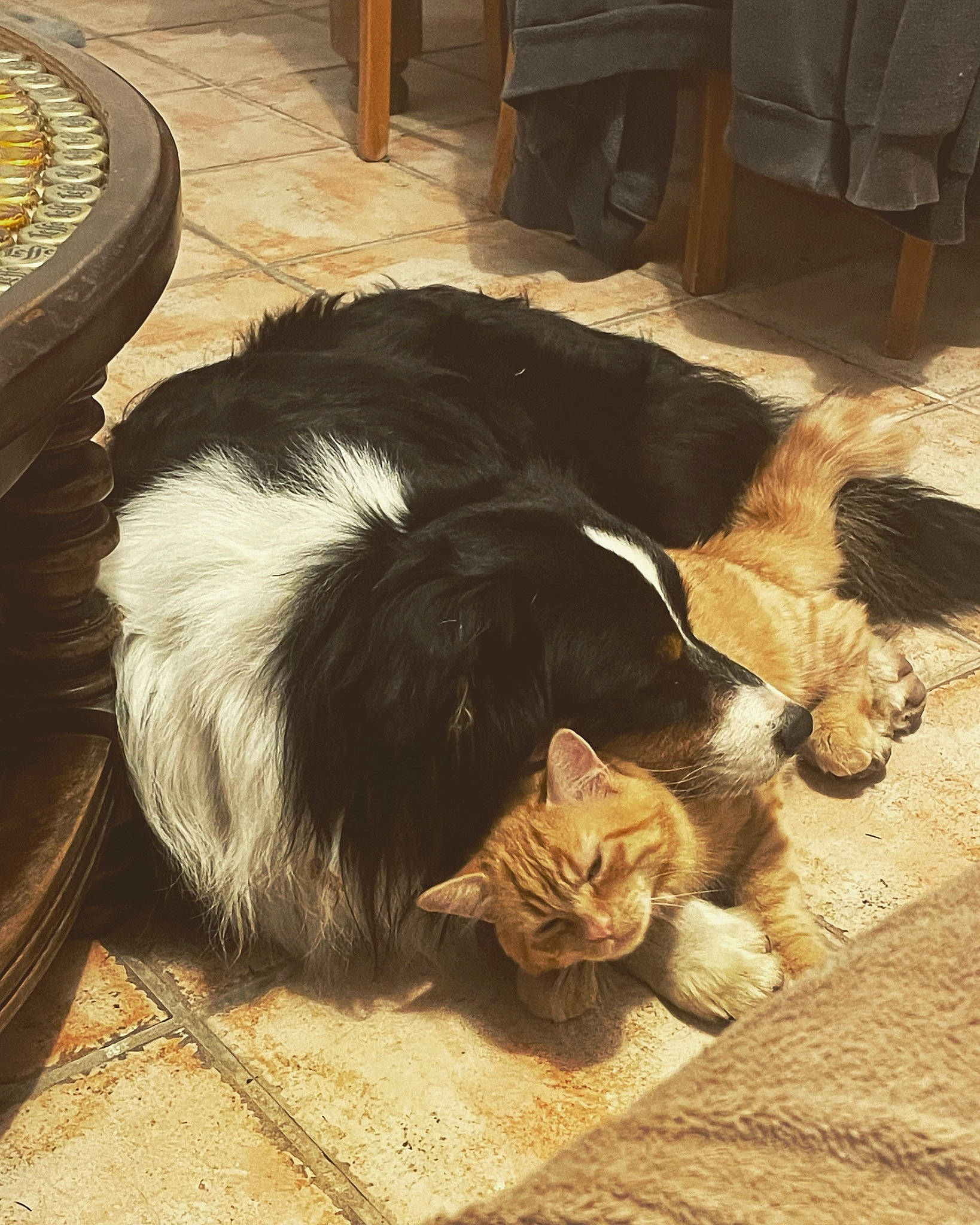 Symba a rejoint le concours — aidez-le/la à gagner de superbes lots ! canidae, carnivore, cat, comfort, companion_dog, dog_breed, domestic_short_haired_cat, felidae, floor, flooring, fur, hardwood, plant, small_to_medium_sized_cats, snout, sporting_group, tail, terrestrial_animal, whiskers, wood