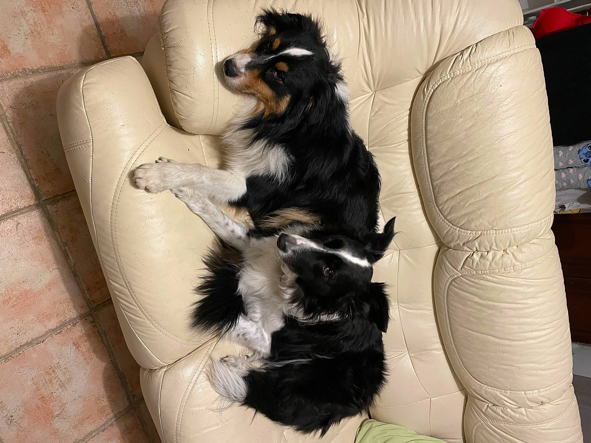 Symba a rejoint le concours — aidez-le/la à gagner de superbes lots ! canidae, carnivore, comfort, companion_dog, dog, dog_breed, dog_supply, foot, fur, human_leg, paw, sporting_group, tail, toy_dog, working_animal, working_dog