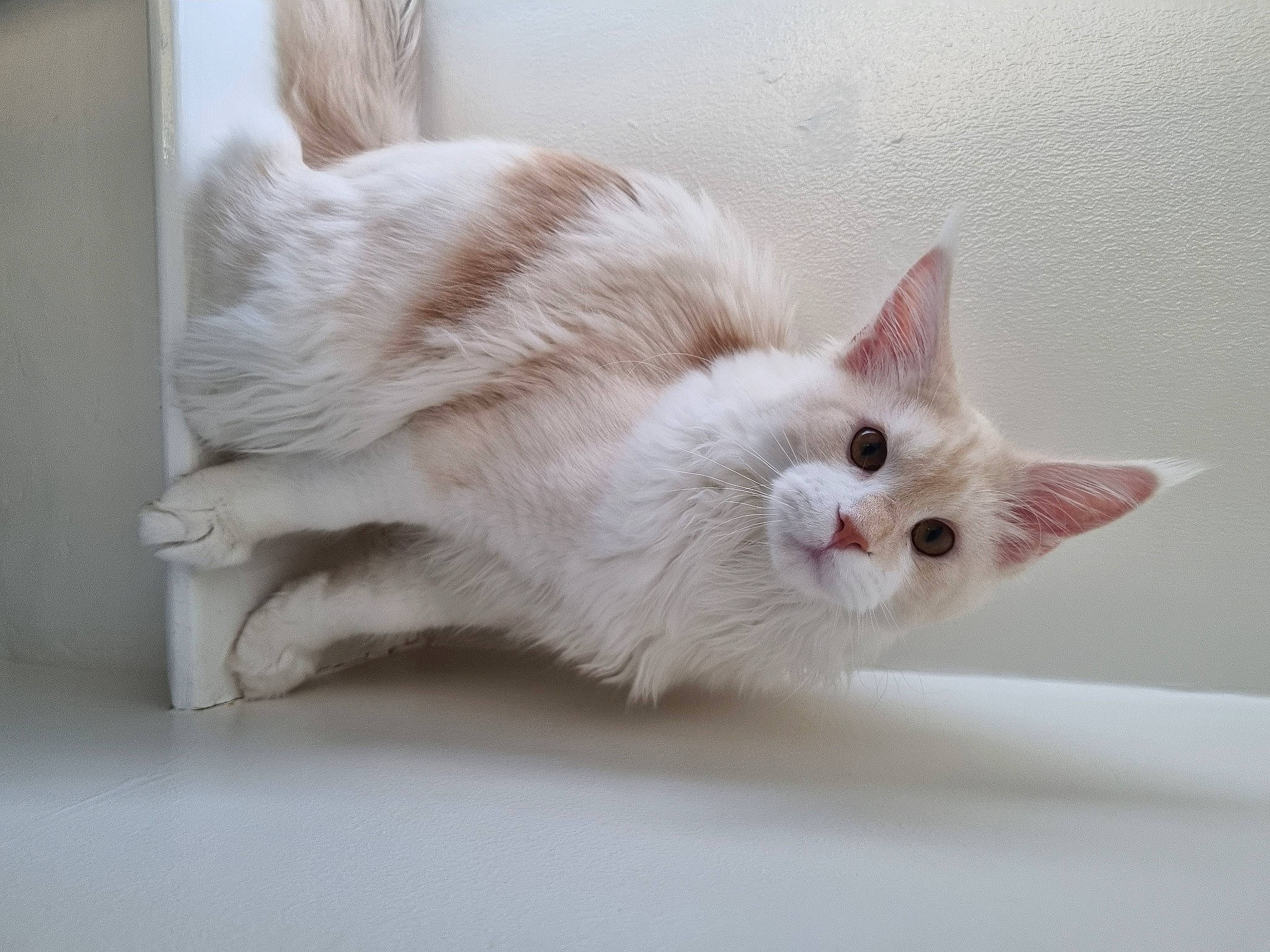 Kimba joined the competition — help win amazing prizes! carnivore, cat, claw, comfort, domestic_short_haired_cat, fawn, felidae, foot, fur, paw, small_to_medium_sized_cats, snout, tail, whiskers