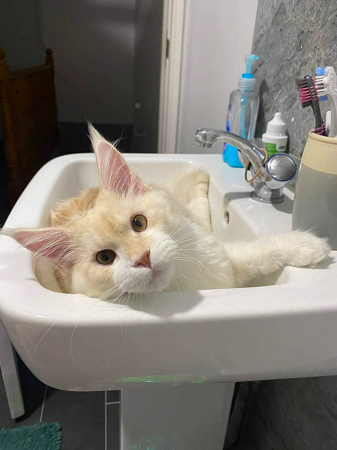 Kimba is registered to the contest to win money with this photo: bathroom, bottle, carnivore, cat, domestic_short_haired_cat, fawn, felidae, fluid, fur, gas, paw, plumbing, plumbing_fixture, sink, small_to_medium_sized_cats, snout, soap_dispenser, tail, tap, whiskers