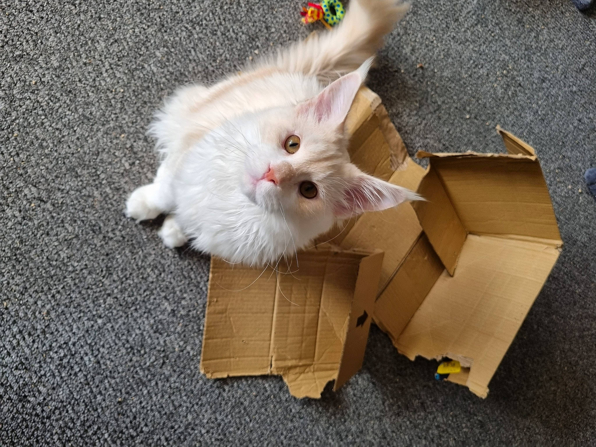 Kimba joined the competition — help win amazing prizes! box, cardboard, carnivore, carton, cat, fawn, felidae, fur, packaging_and_labeling, packing_materials, paper_product, paw, shipping_box, small_to_medium_sized_cats, snout, tail, whiskers, wood, working_animal