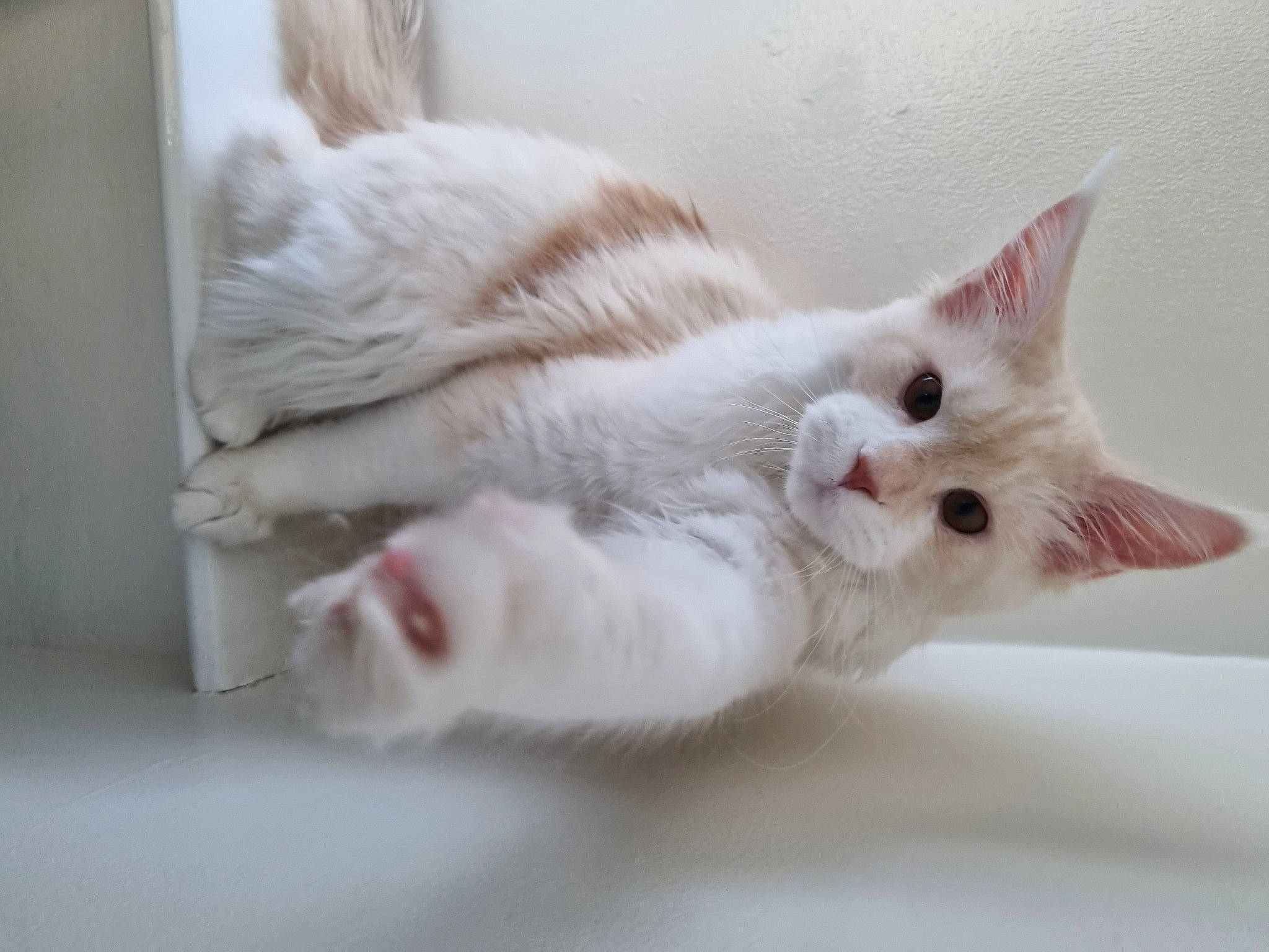 Kimba joined the competition — help win amazing prizes! carnivore, cat, claw, comfort, domestic_short_haired_cat, fawn, felidae, fur, paw, small_to_medium_sized_cats, snout, tail, whiskers