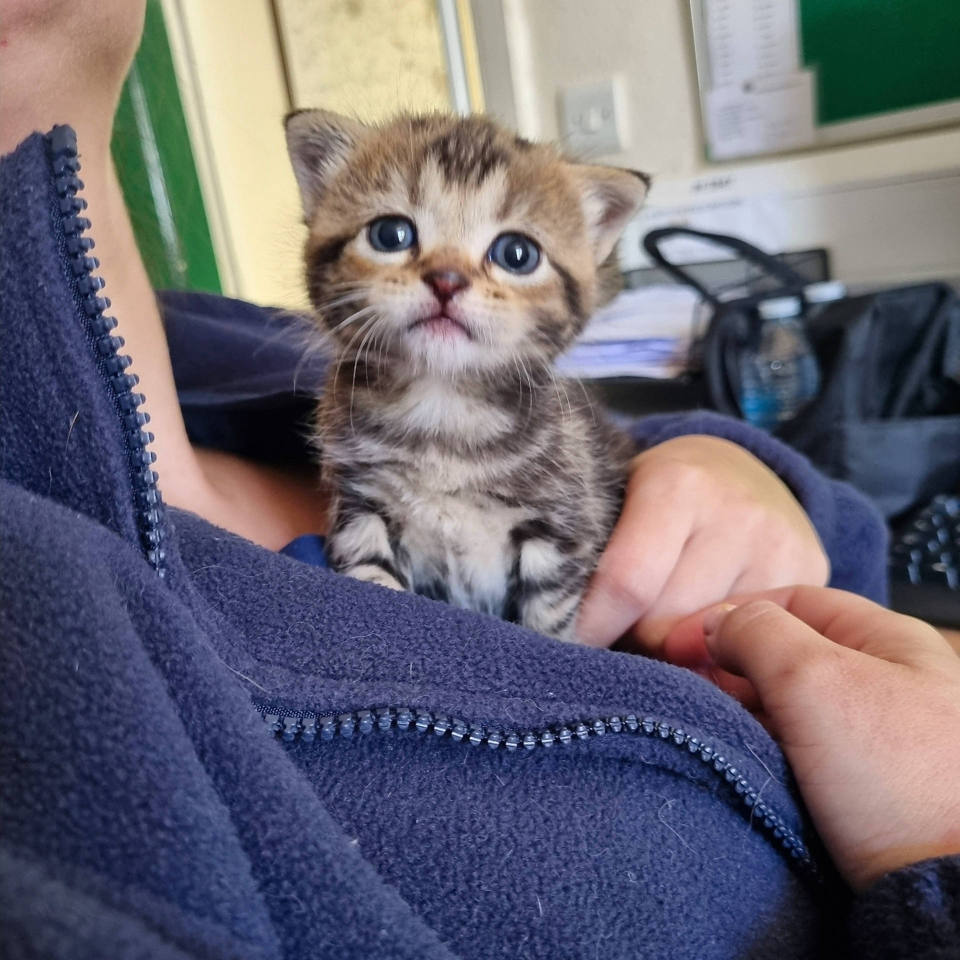 Taika is registered to the contest to win money with this photo: abyssinian, animal, blanket, bodypart, cat, chair, clothing, couch, finger, furniture, hand, hoodie, kitten, knitwear, manx, pants, person, pet, sweater, towel