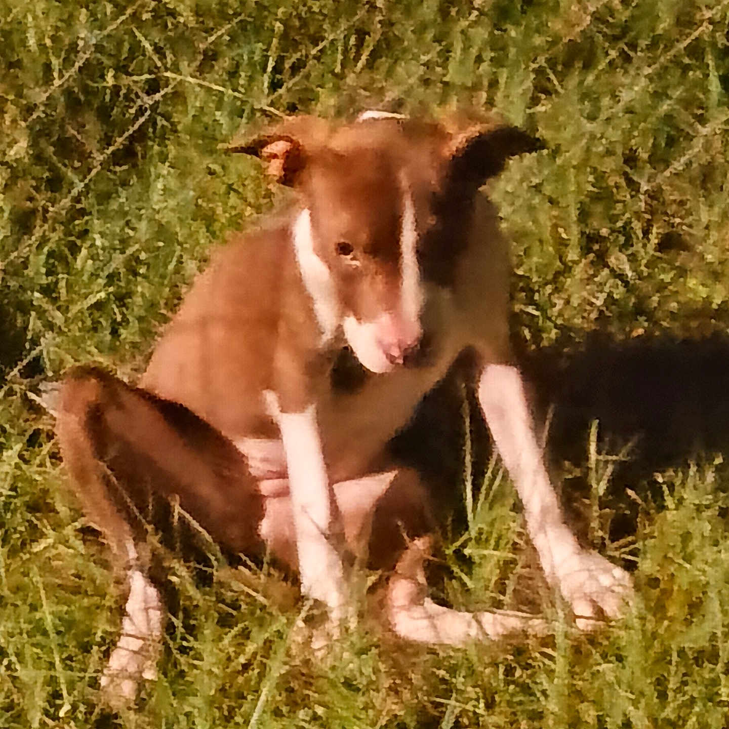 Summer joined the competition — help win amazing prizes! animal, ball, canine, chihuahua, dog, field, foal, grass, grassland, horse, hound, husky, nature, outdoors, pet, plant, pointer, puppy, sport, tennis