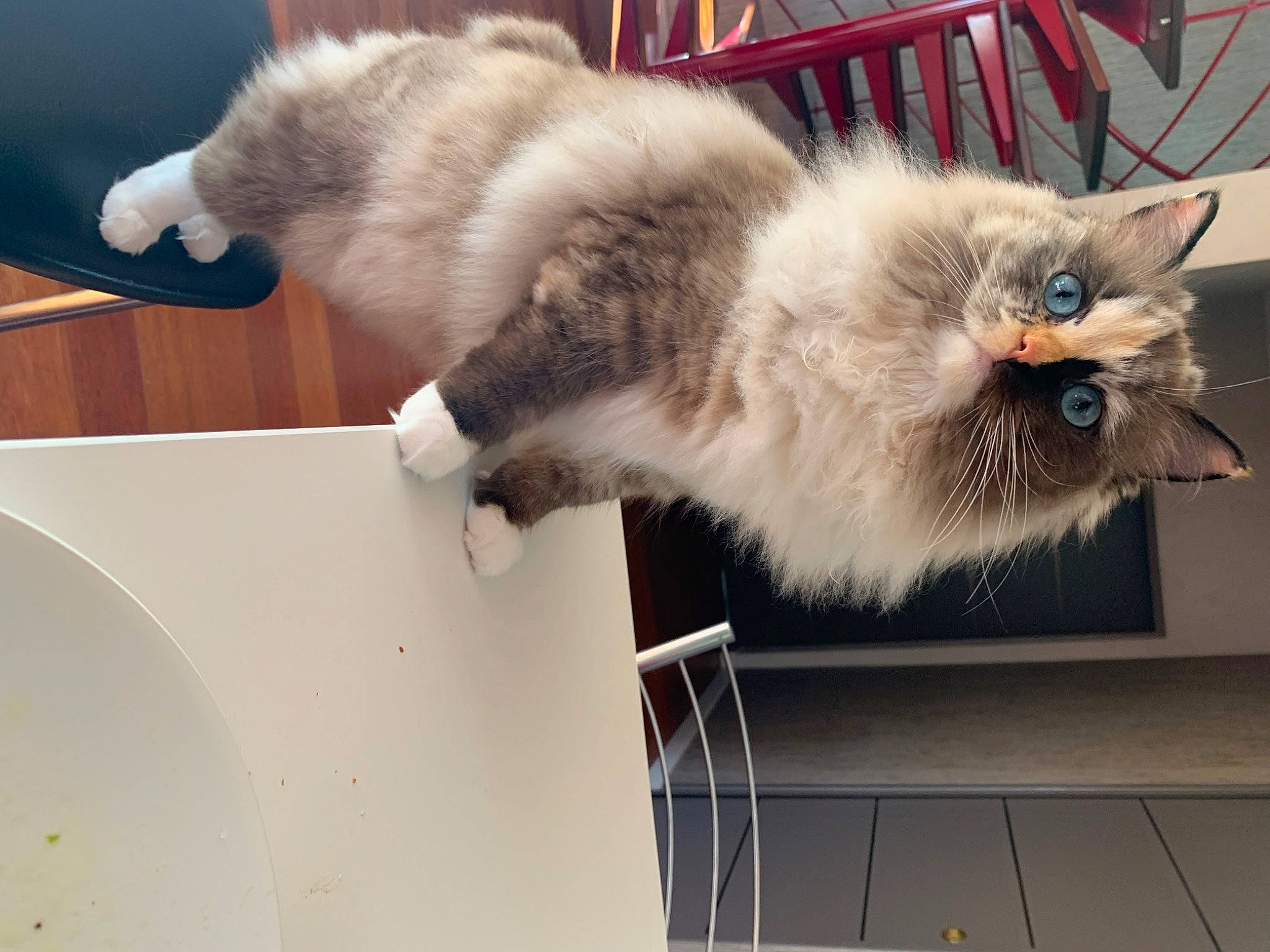 Vaiana a rejoint le concours — aidez-le/la à gagner de superbes lots ! birman, carnivore, cat, claw, domestic_short_haired_cat, fawn, felidae, flooring, fur, metal, paw, russian_blue, siamese, small_to_medium_sized_cats, snout, tail, whiskers