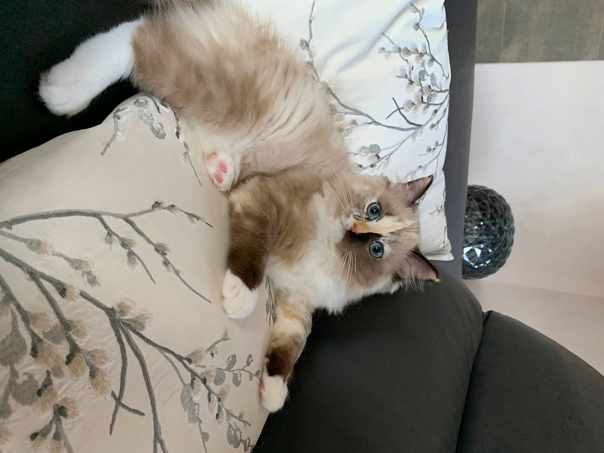 Vaiana a rejoint le concours — aidez-le/la à gagner de superbes lots ! canidae, carnivore, cat, claw, comfort, companion_dog, dog_breed, domestic_short_haired_cat, fashion_accessory, fawn, felidae, fur, grey, paw, plant, room, small_to_medium_sized_cats, tail, textile, whiskers