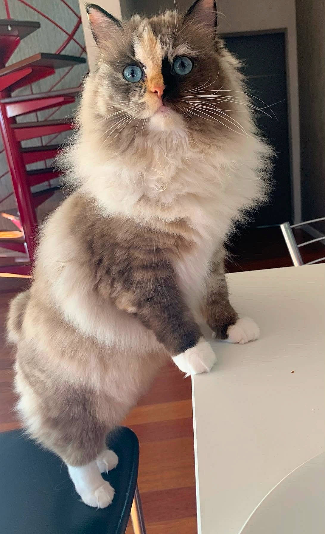 Vaiana participe au concours pour gagner de l'argent avec cette photo : balinese, birman, box, british_longhair, carnivore, cat, claw, curious, domestic_short_haired_cat, fawn, felidae, flooring, fur, iris, paw, small_to_medium_sized_cats, snout, tail, thai, whiskers